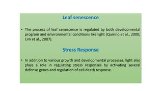 Leaf senescence
• The process of leaf senescence is regulated by both developmental
program and environmental conditions like light (Quirino et al., 2000;
Lim et al., 2007).
Stress Response
• In addition to various growth and developmental processes, light also
plays a role in regulating stress responses by activating several
defense genes and regulation of cell death response.
 