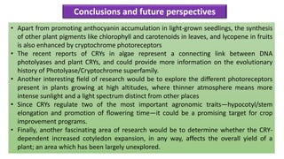 Conclusions and future perspectives
• Apart from promoting anthocyanin accumulation in light-grown seedlings, the synthesis
of other plant pigments like chlorophyll and carotenoids in leaves, and lycopene in fruits
is also enhanced by cryptochrome photoreceptors
• The recent reports of CRYs in algae represent a connecting link between DNA
photolyases and plant CRYs, and could provide more information on the evolutionary
history of Photolyase/Cryptochrome superfamily.
• Another interesting ﬁeld of research would be to explore the different photoreceptors
present in plants growing at high altitudes, where thinner atmosphere means more
intense sunlight and a light spectrum distinct from other places
• Since CRYs regulate two of the most important agronomic traits—hypocotyl/stem
elongation and promotion of ﬂowering time—it could be a promising target for crop
improvement programs.
• Finally, another fascinating area of research would be to determine whether the CRY-
dependent increased cotyledon expansion, in any way, affects the overall yield of a
plant; an area which has been largely unexplored.
 
