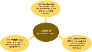Classes of
photoreceptors:-
Five Phytochromes
(PHYs): phyA to phyE
that are involved in red
and far-red light
sensing.
Three Cryptochromes
(CRYs): cry1, cry2, and
cry-DASH; seedling
development and
flowering.
Two Phototropins:
phot1 and phot2;
differential growth in a
light gradient.
 