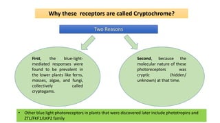 Why these receptors are called Cryptochrome?
First, the blue-light-
mediated responses were
found to be prevalent in
the lower plants like ferns,
mosses, algae, and fungi,
collectively called
cryptogams.
Second, because the
molecular nature of these
photoreceptors was
cryptic (hidden/
unknown) at that time.
Two Reasons
• Other blue light photoreceptors in plants that were discovered later include phototropins and
ZTL/FKF1/LKP2 family
 