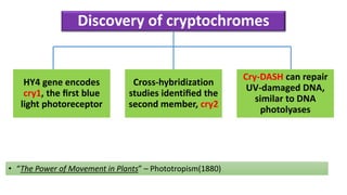 Discovery of cryptochromes
HY4 gene encodes
cry1, the ﬁrst blue
light photoreceptor
Cross-hybridization
studies identiﬁed the
second member, cry2
Cry-DASH can repair
UV-damaged DNA,
similar to DNA
photolyases
• “The Power of Movement in Plants” – Phototropism(1880)
 