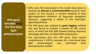 • CRYs were ﬁrst discovered in the model dicot plant A.
thaliana by Ahmad & Cashmore(1993) based on their
studies on hy4 mutant, a mutant impaired in blue
light-dependent inhibition of hypocotyl elongation
response, suggesting a defect in the blue-light-
signaling pathway.
• The HY4 gene was isolated by gene tagging method
and was found to encode a protein of 681 amino
acids, of which the ﬁrst 500 showed striking sequence
homology with the microbial DNA photolyases.
• The speculation that this HY4 gene, then named
cryptochrome 1 (CRY1), encodes for a functional blue
light photoreceptor was conﬁrmed from
overexpression studies.
HY4 gene
encodes cry1,
the ﬁrst blue
light
photoreceptor
 