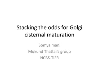 Stacking the odds for Golgi
cisternal maturation
Somya mani
Mukund Thattai’s group
NCBS-TIFR
 