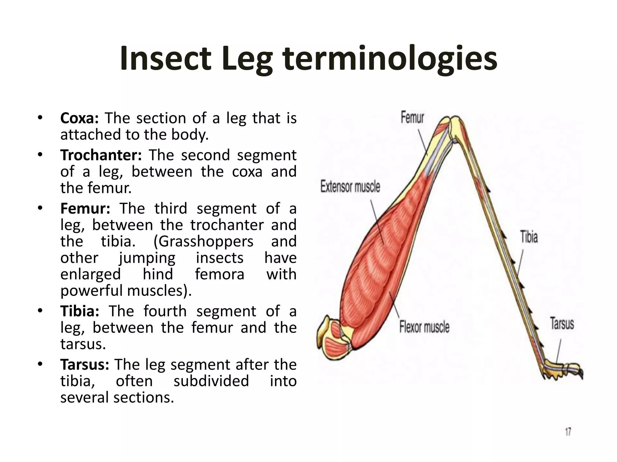 Terminologies related to insect Morphology | PPTX
