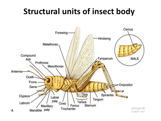 Terminologies Related To Insect Morphology