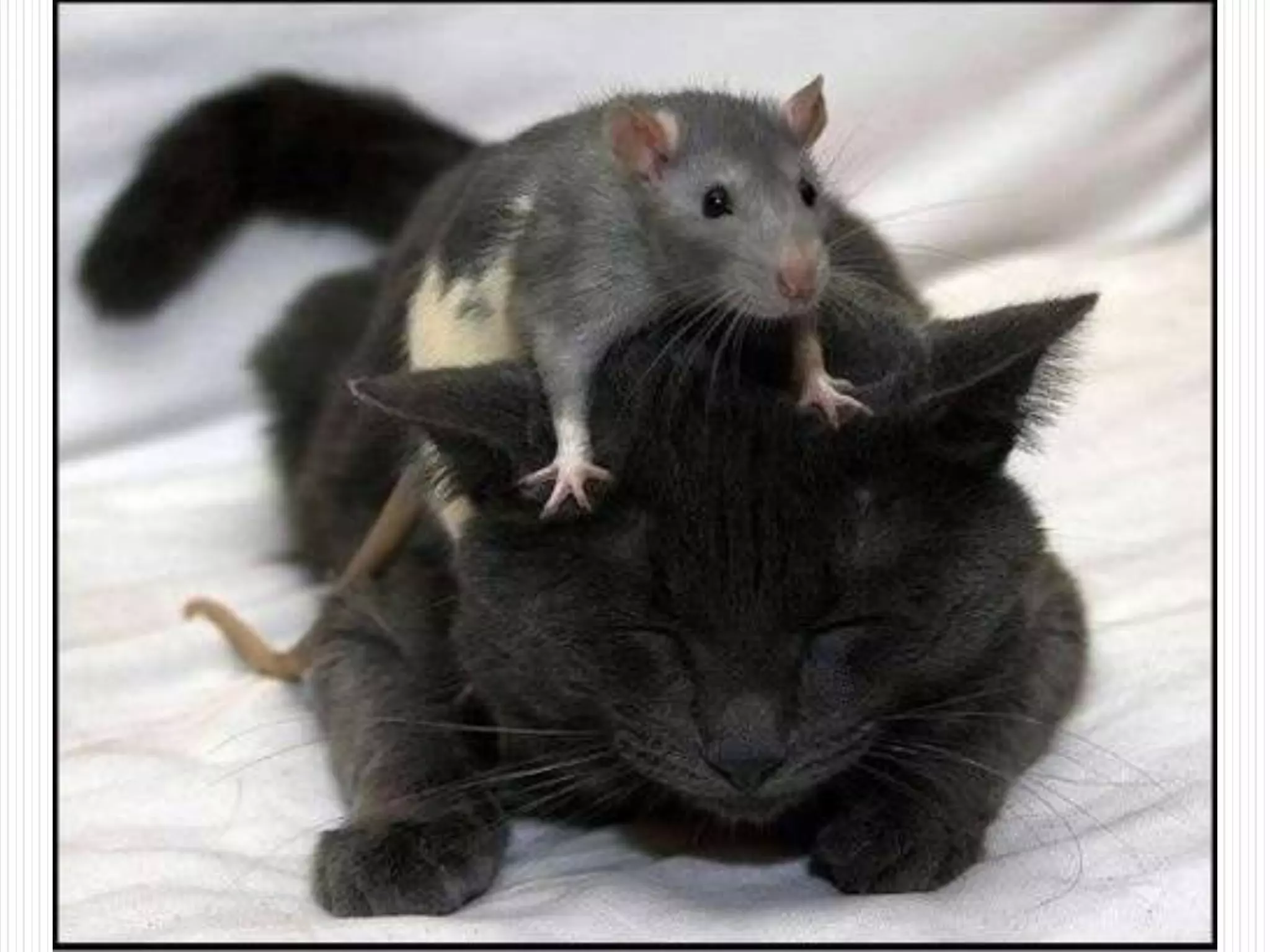 Collaboration SuiteSocial Networks