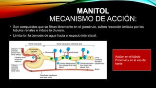 MECANISMO DE ACCIÓN:
• Son compuestos que se filtran libremente en el glomérulo, sufren resorción limitada por los
túbulos renales e induce la diuresis.
• Limitarían la ósmosis de agua hacia el espacio intersticial.
Actúan en el túbulo
Proximal y en el asa de
henle
M MMM
H
2
O
H
2
O
H
2
O
H
2
O
H
2
O
H
2
O
H
2
O
H
2
O
 