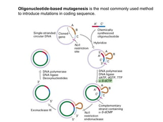 Oligonucleotide-based mutagenesis is the most commonly used method
to introduce mutations in coding sequence.
 