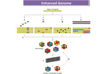 Enhanced GenomeEnhanced Genome
 
