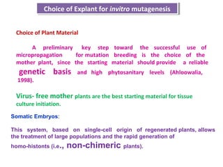 Somatic Embryos:
This system, based on single-cell origin of regenerated plants, allows
the treatment of large populations and the rapid generation of
homo-histonts (i.e., non-chimeric plants).
Choice of Explant for invitro mutagenesisChoice of Explant for invitro mutagenesis
Choice of Plant Material
A preliminary key step toward the successful use of
micropropagation for mutation breeding is the choice of the
mother plant, since the starting material should provide a reliable
genetic basis and high phytosanitary levels (Ahloowalia,
1998).
Virus- free mother plants are the best starting material for tissue
culture initiation.
 