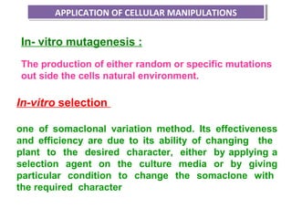 APPLICATION OF CELLULAR MANIPULATIONSAPPLICATION OF CELLULAR MANIPULATIONS
In-vitro selection
one of somaclonal variation method. Its effectiveness
and efficiency are due to its ability of changing the
plant to the desired character, either by applying a
selection agent on the culture media or by giving
particular condition to change the somaclone with
the required character
In- vitro mutagenesis :
The production of either random or specific mutations
out side the cells natural environment.
 
