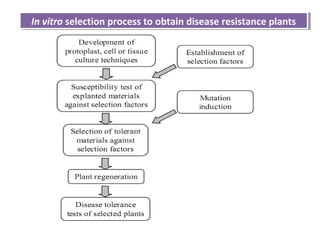 In vitro selection process to obtain disease resistance plantsIn vitro selection process to obtain disease resistance plants
 