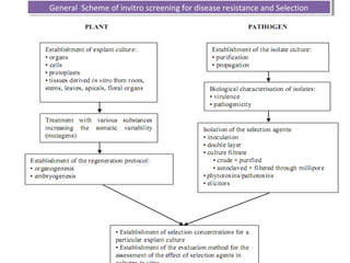 General Scheme of invitro screening for disease resistance and SelectionGeneral Scheme of invitro screening for disease resistance and Selection
 