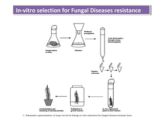 In-vitro selection for Fungal Diseases resistanceIn-vitro selection for Fungal Diseases resistance
 