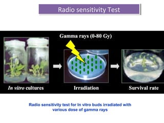 Radio sensitivity test for In vitro buds irradiated with
various dose of gamma rays
Radio sensitivity TestRadio sensitivity Test
 