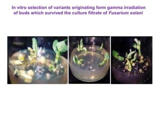 In vitro selection of variants originating form gamma irradiation
of buds which survived the culture filtrate of Fusarium solani
 