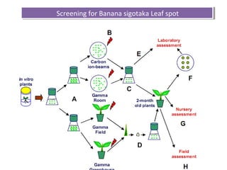 Screening for Banana sigotaka Leaf spotScreening for Banana sigotaka Leaf spot
 