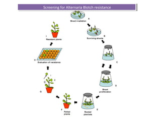 Screening for Alternaria Blotch resistanceScreening for Alternaria Blotch resistance
 
