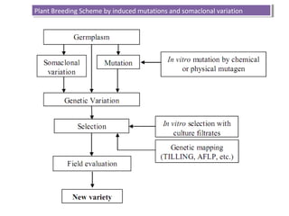 Plant Breeding Scheme by induced mutations and somaclonal variationPlant Breeding Scheme by induced mutations and somaclonal variation
 