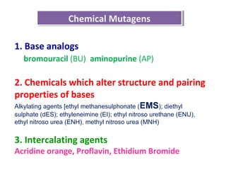 Chemical MutagensChemical Mutagens
1. Base analogs
bromouracil (BU) aminopurine (AP)
2. Chemicals which alter structure and pairing
properties of bases
Alkylating agents [ethyl methanesulphonate (EMS); diethyl
sulphate (dES); ethyleneimine (EI); ethyl nitroso urethane (ENU),
ethyl nitroso urea (ENH), methyl nitroso urea (MNH)
3. Intercalating agents
Acridine orange, Proflavin, Ethidium Bromide
 