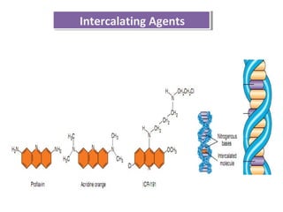 Intercalating AgentsIntercalating Agents
 
