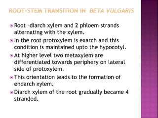 Root stem transition. hvyvjfhjmilip if UC h | PPTX