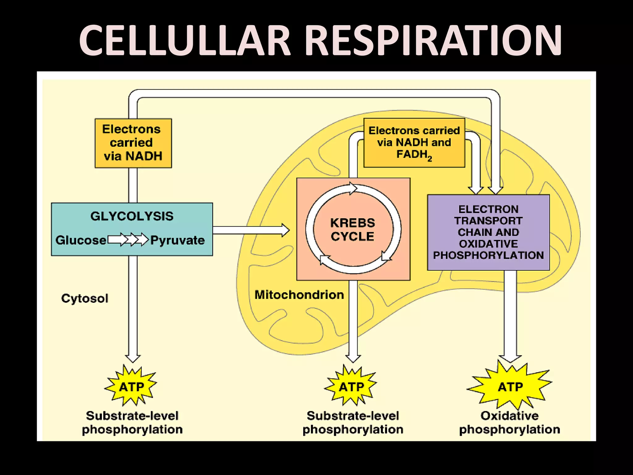 CELLULLAR RESPIRATION
 