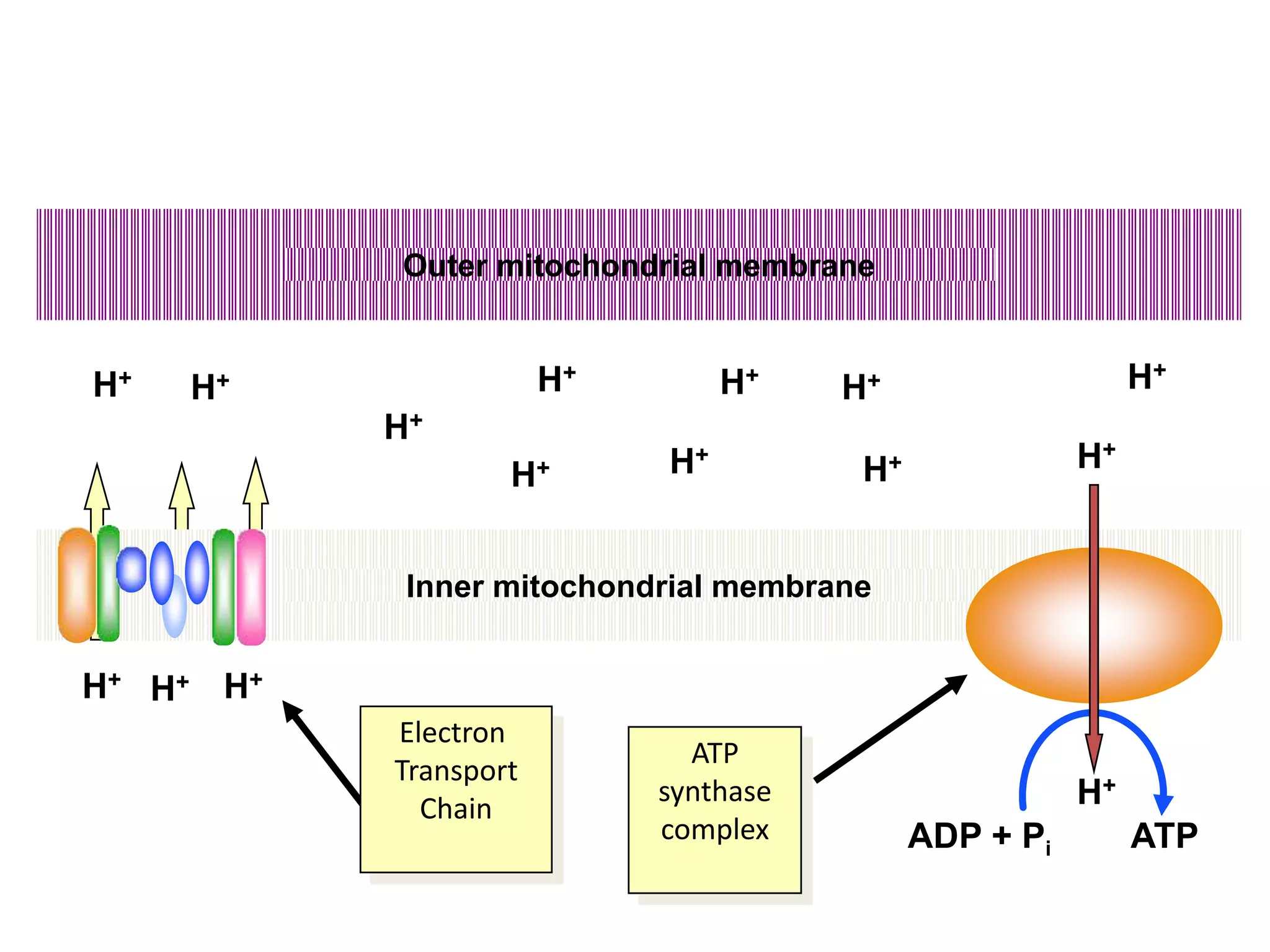 Inner mitochondrial membrane
Outer mitochondrial membrane
H+ H+
H+
H+
H+
H+H+
H+H+
H+
H+
H+ H+
H+
H+
ADP + Pi ATP
Electron
Transport
Chain
ATP
synthase
complex
 