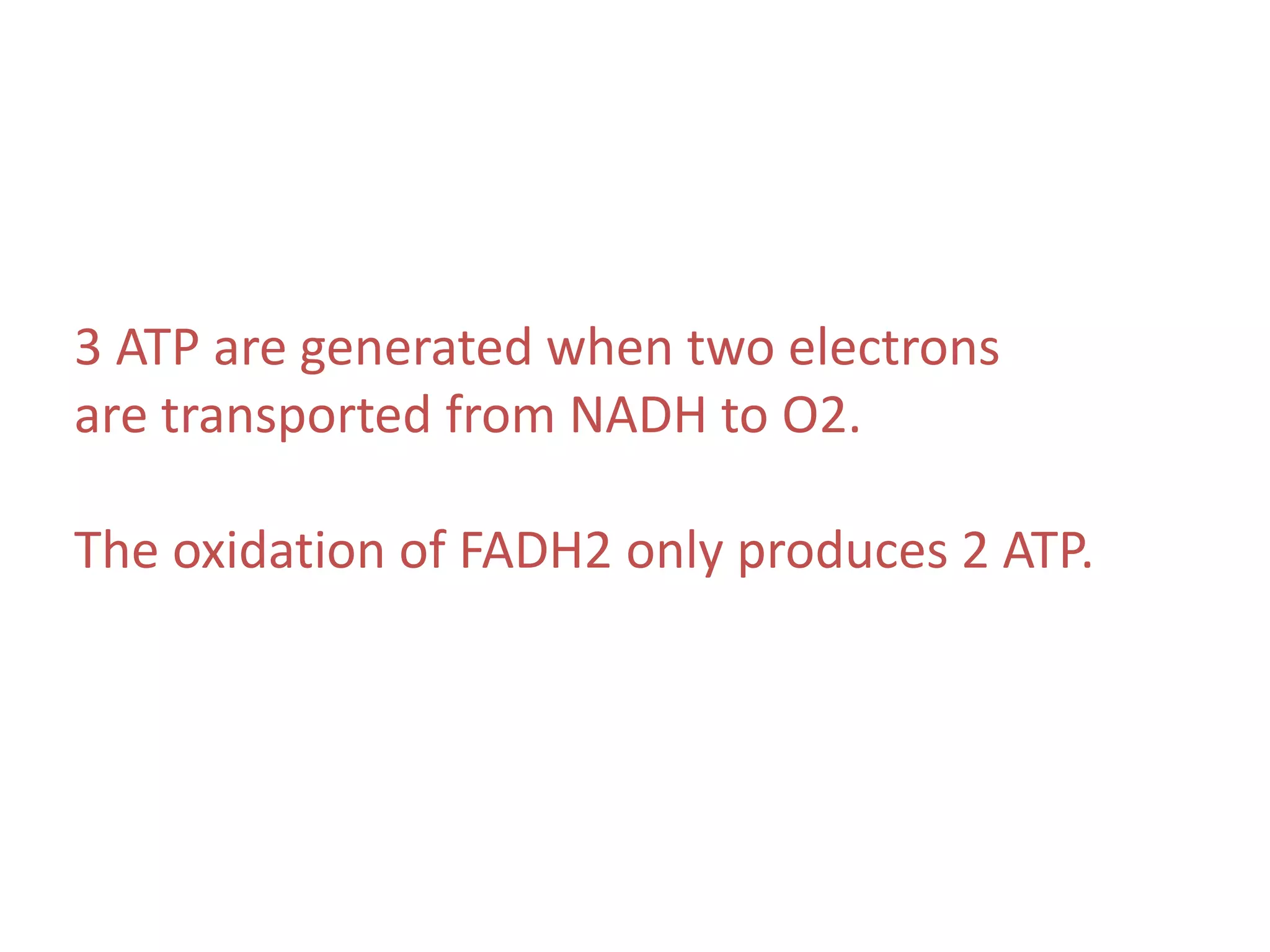 3 ATP are generated when two electrons
are transported from NADH to O2.
The oxidation of FADH2 only produces 2 ATP.
 