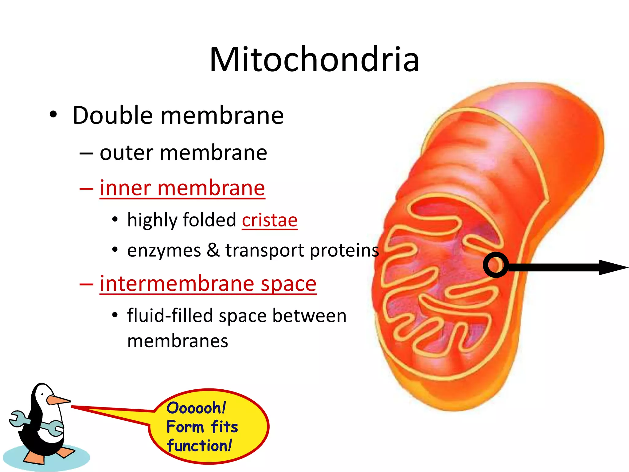 Mitochondria
• Double membrane
– outer membrane
– inner membrane
• highly folded cristae
• enzymes & transport proteins
– intermembrane space
• fluid-filled space between
membranes
Oooooh!
Form fits
function!
 