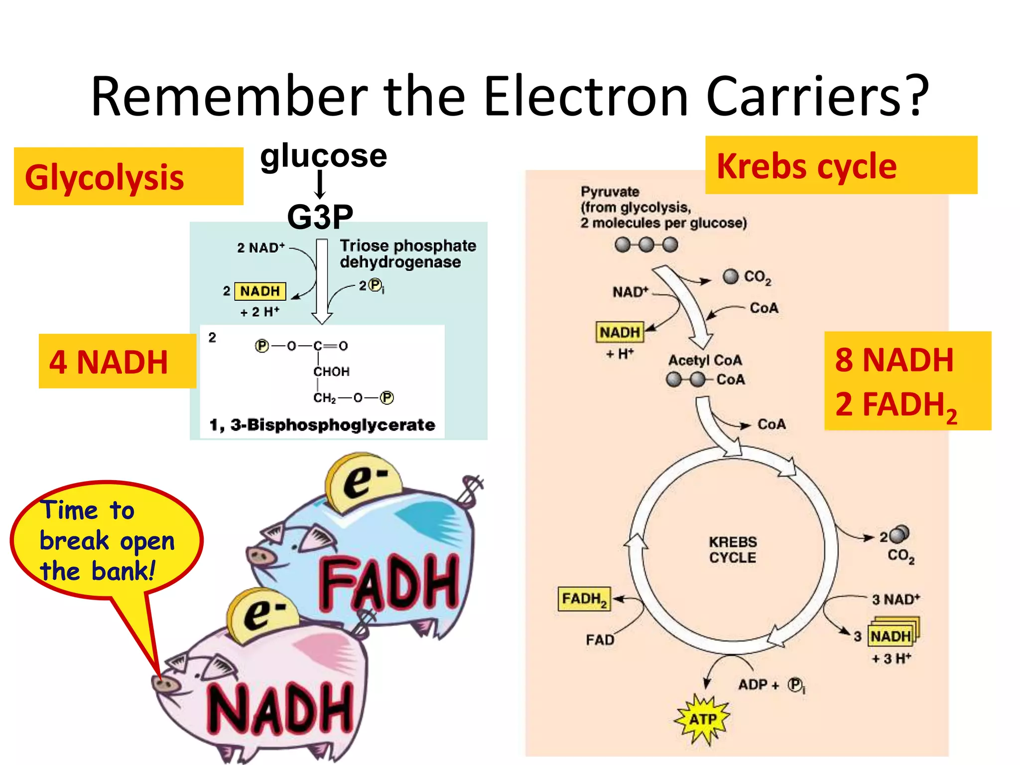 G3P
Glycolysis Krebs cycle
8 NADH
2 FADH2
Remember the Electron Carriers?
4 NADH
Time to
break open
the bank!
glucose
 