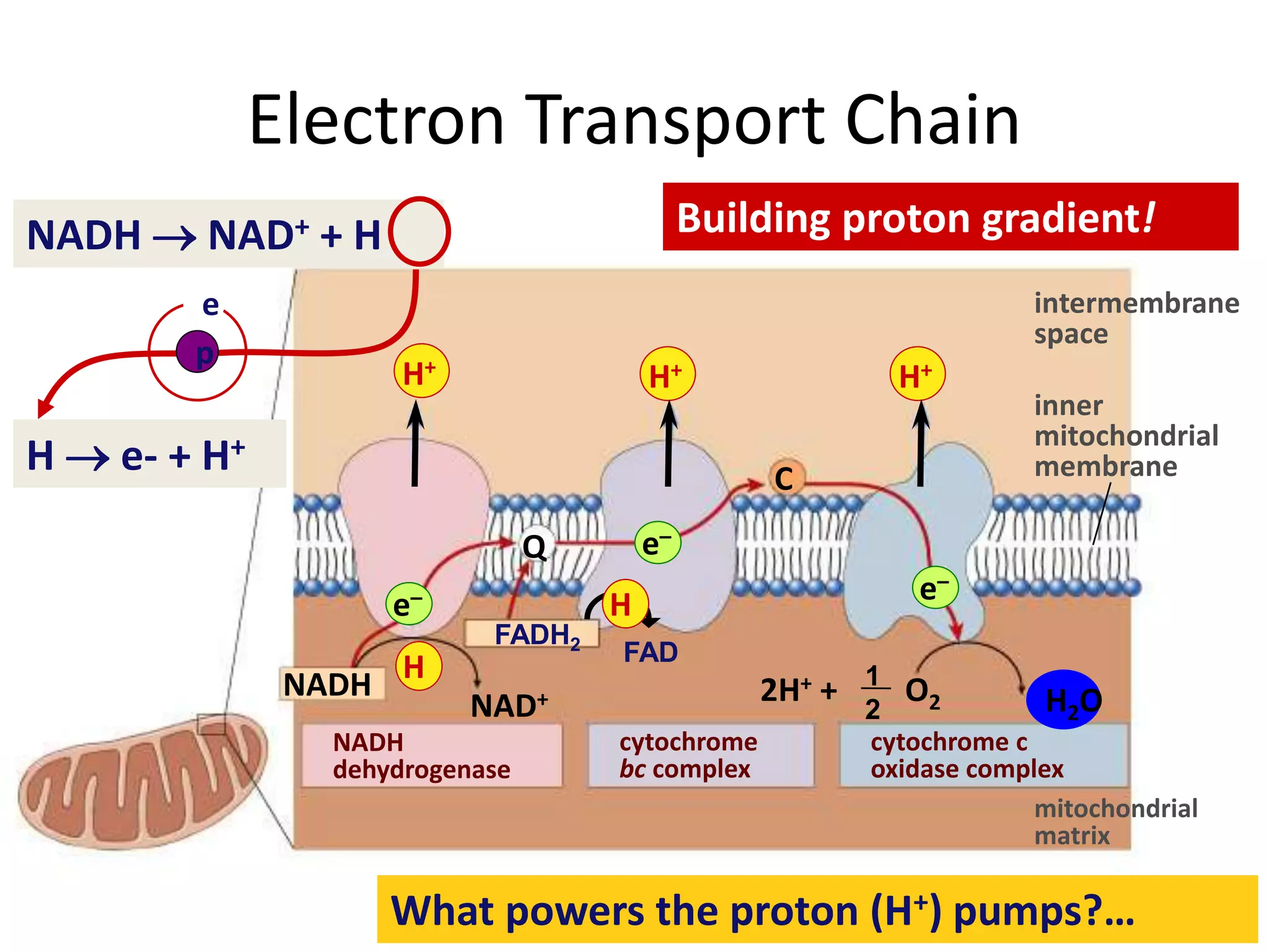 Electron Transport Chain
intermembrane
space
mitochondrial
matrix
inner
mitochondrial
membrane
NAD+
Q
C
NADH H2O
H+
e–
2H+ + O2
H+H+
e–
FADH2
1
2
NADH
dehydrogenase
cytochrome
bc complex
cytochrome c
oxidase complex
FAD
e–
H
H  e- + H+
NADH  NAD+ + H
H
p
e
Building proton gradient!
What powers the proton (H+) pumps?…
 