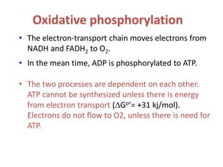 Oxidative phosphorylation
• The electron-transport chain moves electrons from
NADH and FADH2 to O2.
• In the mean time, ADP is phosphorylated to ATP.
• The two processes are dependent on each other.
ATP cannot be synthesized unless there is energy
from electron transport (Go’= +31 kj/mol).
Electrons do not flow to O2, unless there is need for
ATP.
 
