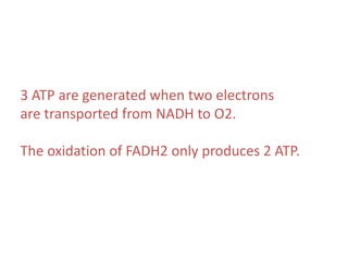 3 ATP are generated when two electrons
are transported from NADH to O2.
The oxidation of FADH2 only produces 2 ATP.
 
