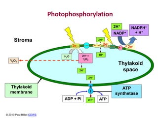 Thylakoid
space
Photophosphorylation
Stroma
ADP + Pi 2H+
2H+
2H+
2H+
2H+ +
1/2O2
H2O
ATP
ATP
synthetase
2H+
1/2O2
2e- 2e-
2H+
NADP+
NADPH+
+ H+
Thylakoid
membrane
2e-
© 2010 Paul Billiet ODWS
 