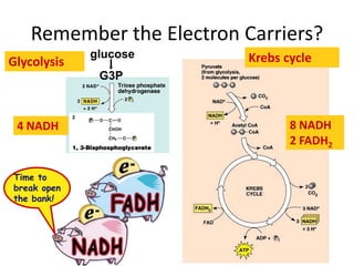 G3P
Glycolysis Krebs cycle
8 NADH
2 FADH2
Remember the Electron Carriers?
4 NADH
Time to
break open
the bank!
glucose
 