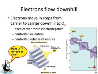 Electrons flow downhill
• Electrons move in steps from
carrier to carrier downhill to O2
– each carrier more electronegative
– controlled oxidation
– controlled release of energy
make ATP
instead of
fire!
 