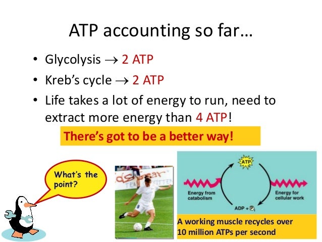 How Much Atp Is Produced During Electron Transport Chain Wasfa Blog