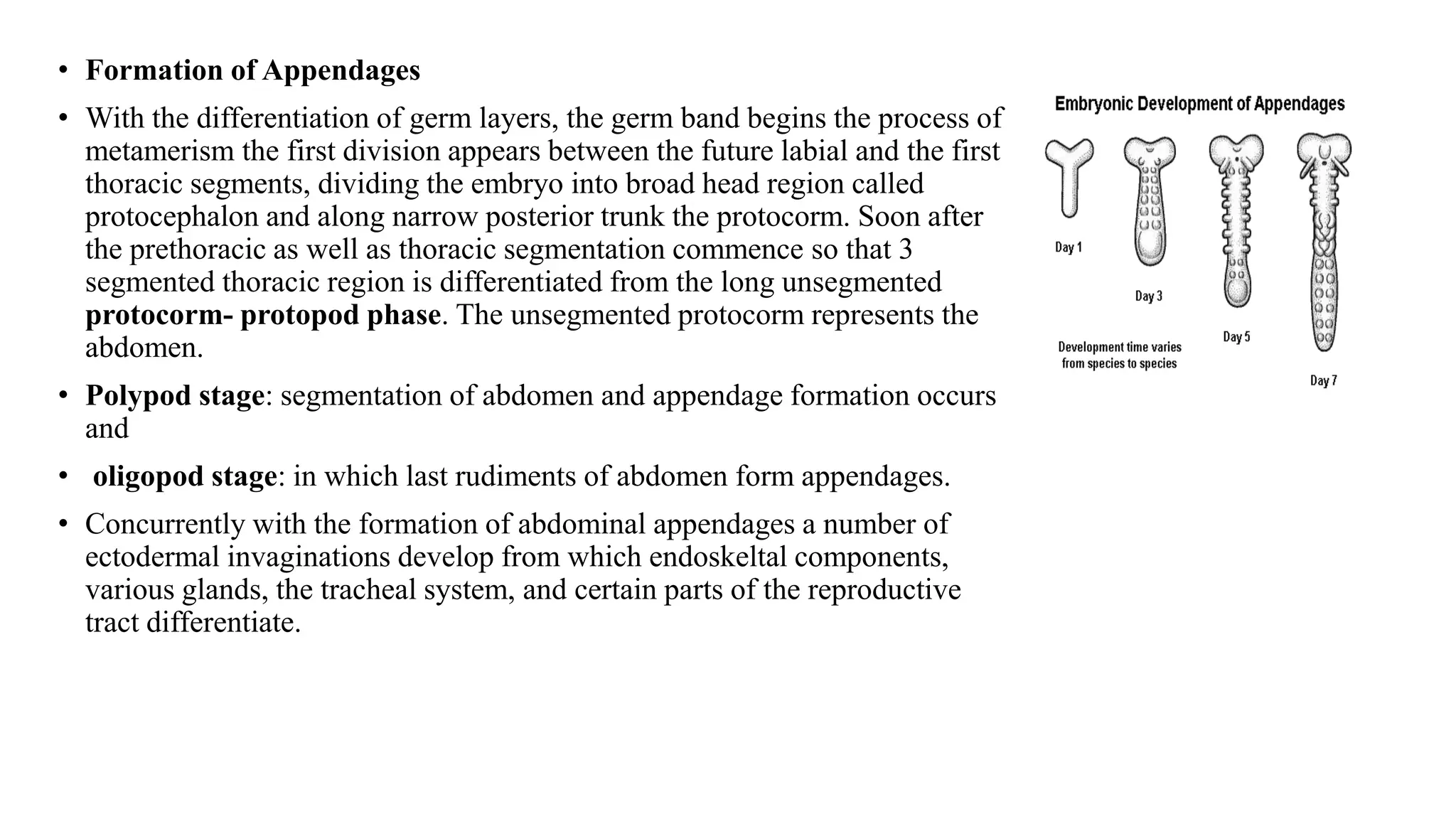 • Formation of Appendages
• With the differentiation of germ layers, the germ band begins the process of
metamerism the first division appears between the future labial and the first
thoracic segments, dividing the embryo into broad head region called
protocephalon and along narrow posterior trunk the protocorm. Soon after
the prethoracic as well as thoracic segmentation commence so that 3
segmented thoracic region is differentiated from the long unsegmented
protocorm- protopod phase. The unsegmented protocorm represents the
abdomen.
• Polypod stage: segmentation of abdomen and appendage formation occurs
and
• oligopod stage: in which last rudiments of abdomen form appendages.
• Concurrently with the formation of abdominal appendages a number of
ectodermal invaginations develop from which endoskeltal components,
various glands, the tracheal system, and certain parts of the reproductive
tract differentiate.
 