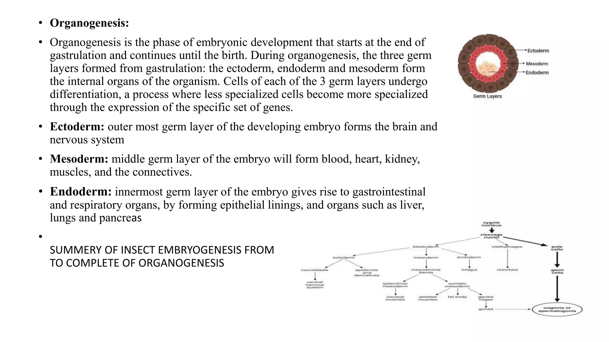 • Organogenesis:
• Organogenesis is the phase of embryonic development that starts at the end of
gastrulation and continues until the birth. During organogenesis, the three germ
layers formed from gastrulation: the ectoderm, endoderm and mesoderm form
the internal organs of the organism. Cells of each of the 3 germ layers undergo
differentiation, a process where less specialized cells become more specialized
through the expression of the specific set of genes.
• Ectoderm: outer most germ layer of the developing embryo forms the brain and
nervous system
• Mesoderm: middle germ layer of the embryo will form blood, heart, kidney,
muscles, and the connectives.
• Endoderm: innermost germ layer of the embryo gives rise to gastrointestinal
and respiratory organs, by forming epithelial linings, and organs such as liver,
lungs and pancreas
• GENERAL
SUMMERY OF INSECT EMBRYOGENESIS FROM FERTILIZATION
TO COMPLETE OF ORGANOGENESIS
 
