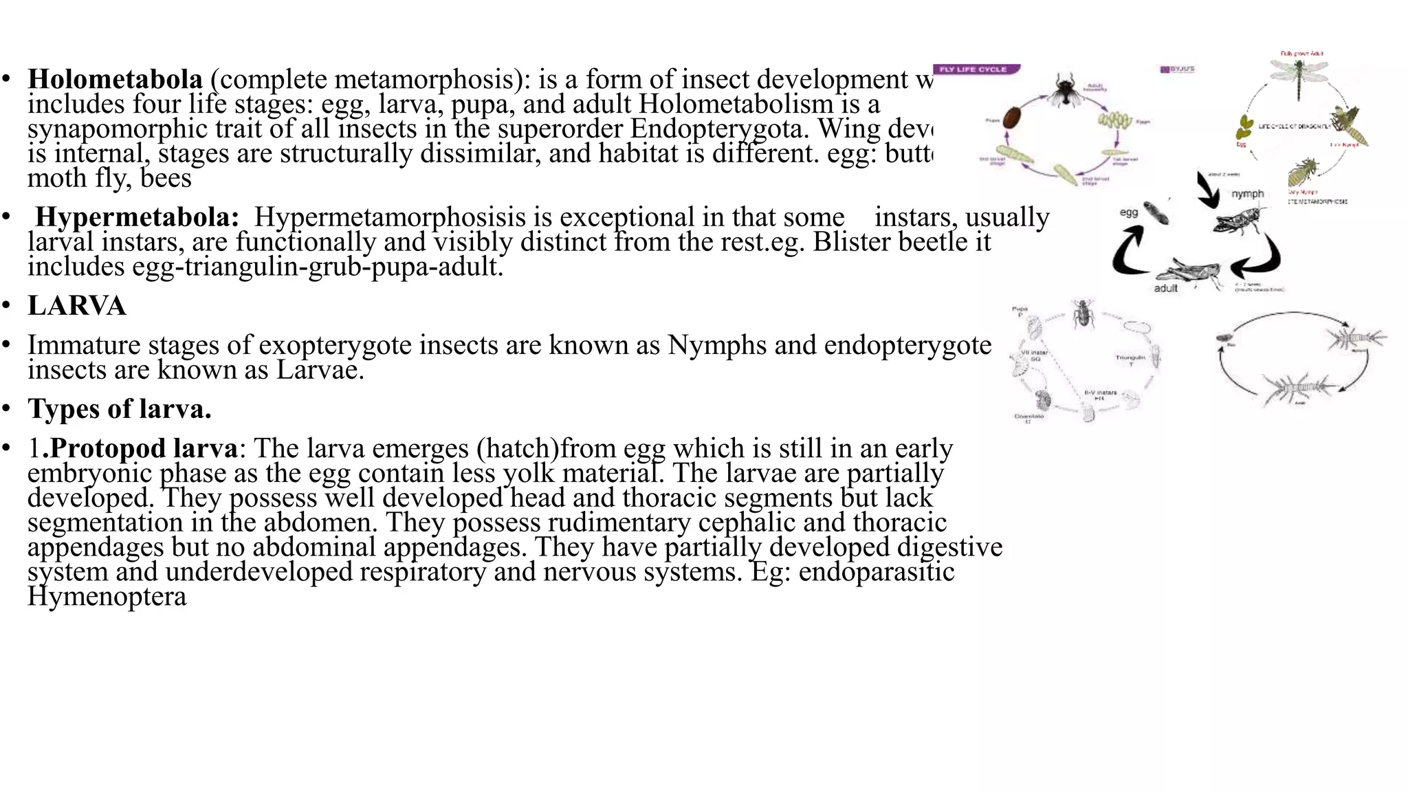 • Holometabola (complete metamorphosis): is a form of insect development which
includes four life stages: egg, larva, pupa, and adult Holometabolism is a
synapomorphic trait of all insects in the superorder Endopterygota. Wing development
is internal, stages are structurally dissimilar, and habitat is different. egg: butterfly,
moth fly, bees
• Hypermetabola: Hypermetamorphosisis is exceptional in that some instars, usually
larval instars, are functionally and visibly distinct from the rest.eg. Blister beetle it
includes egg-triangulin-grub-pupa-adult.
• LARVA
• Immature stages of exopterygote insects are known as Nymphs and endopterygote
insects are known as Larvae.
• Types of larva.
• 1.Protopod larva: The larva emerges (hatch)from egg which is still in an early
embryonic phase as the egg contain less yolk material. The larvae are partially
developed. They possess well developed head and thoracic segments but lack
segmentation in the abdomen. They possess rudimentary cephalic and thoracic
appendages but no abdominal appendages. They have partially developed digestive
system and underdeveloped respiratory and nervous systems. Eg: endoparasitic
Hymenoptera
 