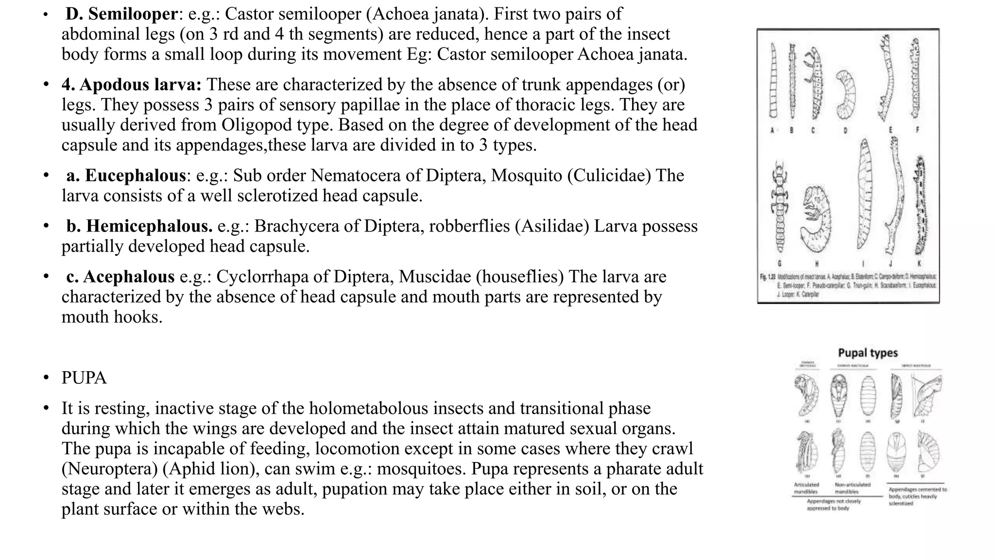 • D. Semilooper: e.g.: Castor semilooper (Achoea janata). First two pairs of
abdominal legs (on 3 rd and 4 th segments) are reduced, hence a part of the insect
body forms a small loop during its movement Eg: Castor semilooper Achoea janata.
• 4. Apodous larva: These are characterized by the absence of trunk appendages (or)
legs. They possess 3 pairs of sensory papillae in the place of thoracic legs. They are
usually derived from Oligopod type. Based on the degree of development of the head
capsule and its appendages,these larva are divided in to 3 types.
• a. Eucephalous: e.g.: Sub order Nematocera of Diptera, Mosquito (Culicidae) The
larva consists of a well sclerotized head capsule.
• b. Hemicephalous. e.g.: Brachycera of Diptera, robberflies (Asilidae) Larva possess
partially developed head capsule.
• c. Acephalous e.g.: Cyclorrhapa of Diptera, Muscidae (houseflies) The larva are
characterized by the absence of head capsule and mouth parts are represented by
mouth hooks.
• PUPA
• It is resting, inactive stage of the holometabolous insects and transitional phase
during which the wings are developed and the insect attain matured sexual organs.
The pupa is incapable of feeding, locomotion except in some cases where they crawl
(Neuroptera) (Aphid lion), can swim e.g.: mosquitoes. Pupa represents a pharate adult
stage and later it emerges as adult, pupation may take place either in soil, or on the
plant surface or within the webs.
 