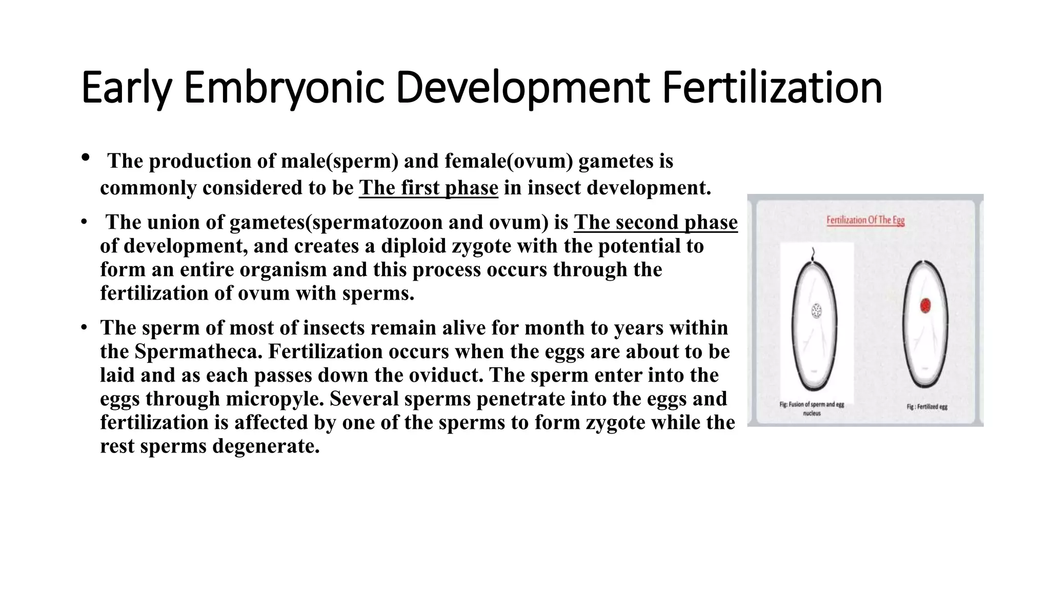 Early Embryonic Development Fertilization
• The production of male(sperm) and female(ovum) gametes is
commonly considered to be The first phase in insect development.
• The union of gametes(spermatozoon and ovum) is The second phase
of development, and creates a diploid zygote with the potential to
form an entire organism and this process occurs through the
fertilization of ovum with sperms.
• The sperm of most of insects remain alive for month to years within
the Spermatheca. Fertilization occurs when the eggs are about to be
laid and as each passes down the oviduct. The sperm enter into the
eggs through micropyle. Several sperms penetrate into the eggs and
fertilization is affected by one of the sperms to form zygote while the
rest sperms degenerate.
 