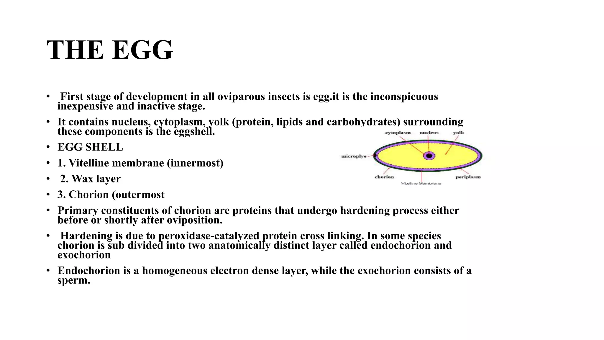 THE EGG
• First stage of development in all oviparous insects is egg.it is the inconspicuous
inexpensive and inactive stage.
• It contains nucleus, cytoplasm, yolk (protein, lipids and carbohydrates) surrounding
these components is the eggshell.
• EGG SHELL
• 1. Vitelline membrane (innermost)
• 2. Wax layer
• 3. Chorion (outermost
• Primary constituents of chorion are proteins that undergo hardening process either
before or shortly after oviposition.
• Hardening is due to peroxidase-catalyzed protein cross linking. In some species
chorion is sub divided into two anatomically distinct layer called endochorion and
exochorion
• Endochorion is a homogeneous electron dense layer, while the exochorion consists of a
sperm.
 