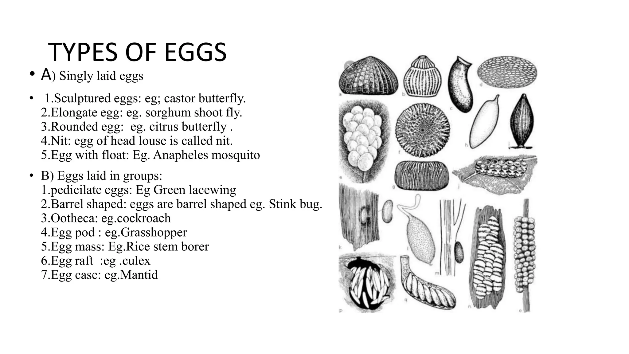 TYPES OF EGGS
• A) Singly laid eggs
• 1.Sculptured eggs: eg; castor butterfly.
2.Elongate egg: eg. sorghum shoot fly.
3.Rounded egg: eg. citrus butterfly .
4.Nit: egg of head louse is called nit.
5.Egg with float: Eg. Anapheles mosquito
• B) Eggs laid in groups:
1.pedicilate eggs: Eg Green lacewing
2.Barrel shaped: eggs are barrel shaped eg. Stink bug.
3.Ootheca: eg.cockroach
4.Egg pod : eg.Grasshopper
5.Egg mass: Eg.Rice stem borer
6.Egg raft :eg .culex
7.Egg case: eg.Mantid
 