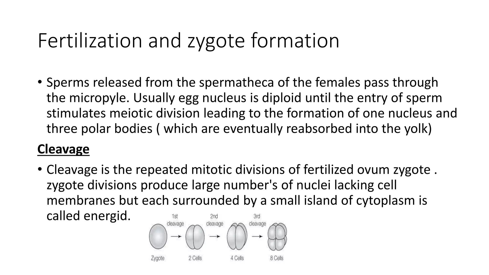 Fertilization and zygote formation
• Sperms released from the spermatheca of the females pass through
the micropyle. Usually egg nucleus is diploid until the entry of sperm
stimulates meiotic division leading to the formation of one nucleus and
three polar bodies ( which are eventually reabsorbed into the yolk)
Cleavage
• Cleavage is the repeated mitotic divisions of fertilized ovum zygote .
zygote divisions produce large number's of nuclei lacking cell
membranes but each surrounded by a small island of cytoplasm is
called energid.
 