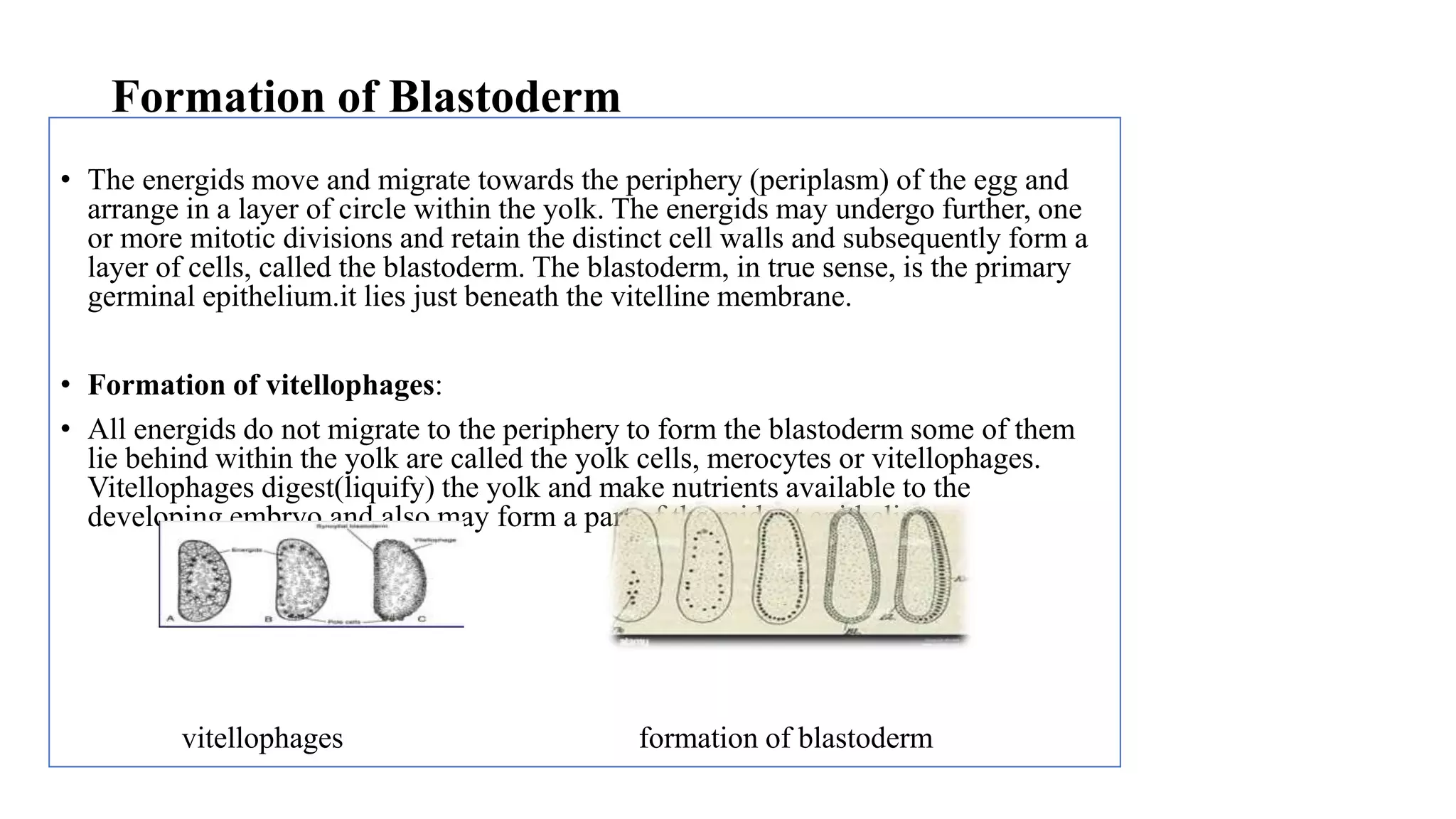 Formation of Blastoderm
• The energids move and migrate towards the periphery (periplasm) of the egg and
arrange in a layer of circle within the yolk. The energids may undergo further, one
or more mitotic divisions and retain the distinct cell walls and subsequently form a
layer of cells, called the blastoderm. The blastoderm, in true sense, is the primary
germinal epithelium.it lies just beneath the vitelline membrane.
• Formation of vitellophages:
• All energids do not migrate to the periphery to form the blastoderm some of them
lie behind within the yolk are called the yolk cells, merocytes or vitellophages.
Vitellophages digest(liquify) the yolk and make nutrients available to the
developing embryo and also may form a part of the midgut epithelium.
vitellophages formation of blastoderm
 