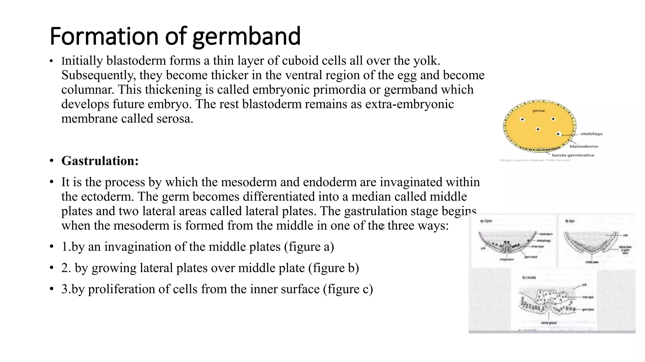 Formation of germband
• Initially blastoderm forms a thin layer of cuboid cells all over the yolk.
Subsequently, they become thicker in the ventral region of the egg and become
columnar. This thickening is called embryonic primordia or germband which
develops future embryo. The rest blastoderm remains as extra-embryonic
membrane called serosa.
• Gastrulation:
• It is the process by which the mesoderm and endoderm are invaginated within
the ectoderm. The germ becomes differentiated into a median called middle
plates and two lateral areas called lateral plates. The gastrulation stage begins
when the mesoderm is formed from the middle in one of the three ways:
• 1.by an invagination of the middle plates (figure a)
• 2. by growing lateral plates over middle plate (figure b)
• 3.by proliferation of cells from the inner surface (figure c)
 