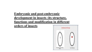 Embryonic and post-embryonic
development in insects :its structure,
functions and modification in different
orders of insects
 
