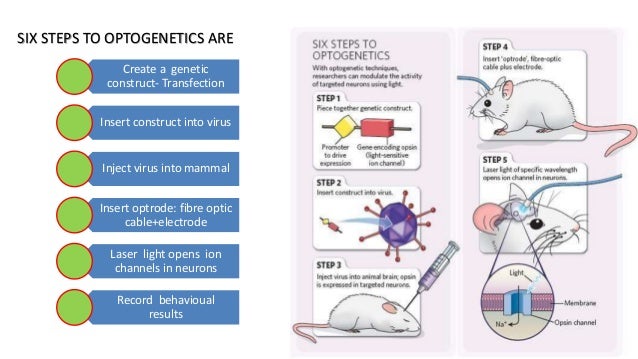 optical propagation of blue led light in brain tissue and parylene c how optogenetics works